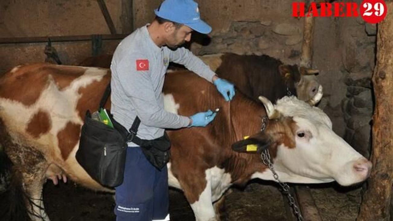 2021 yılında 221 bin 549 hayvana aşılama yapıldı.