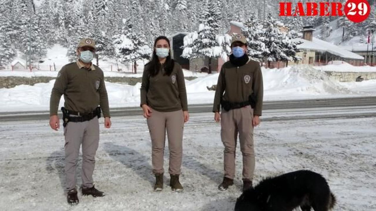 Zigana Dağının Terk Edilmiş Köpekleri Polis Koruması Altında