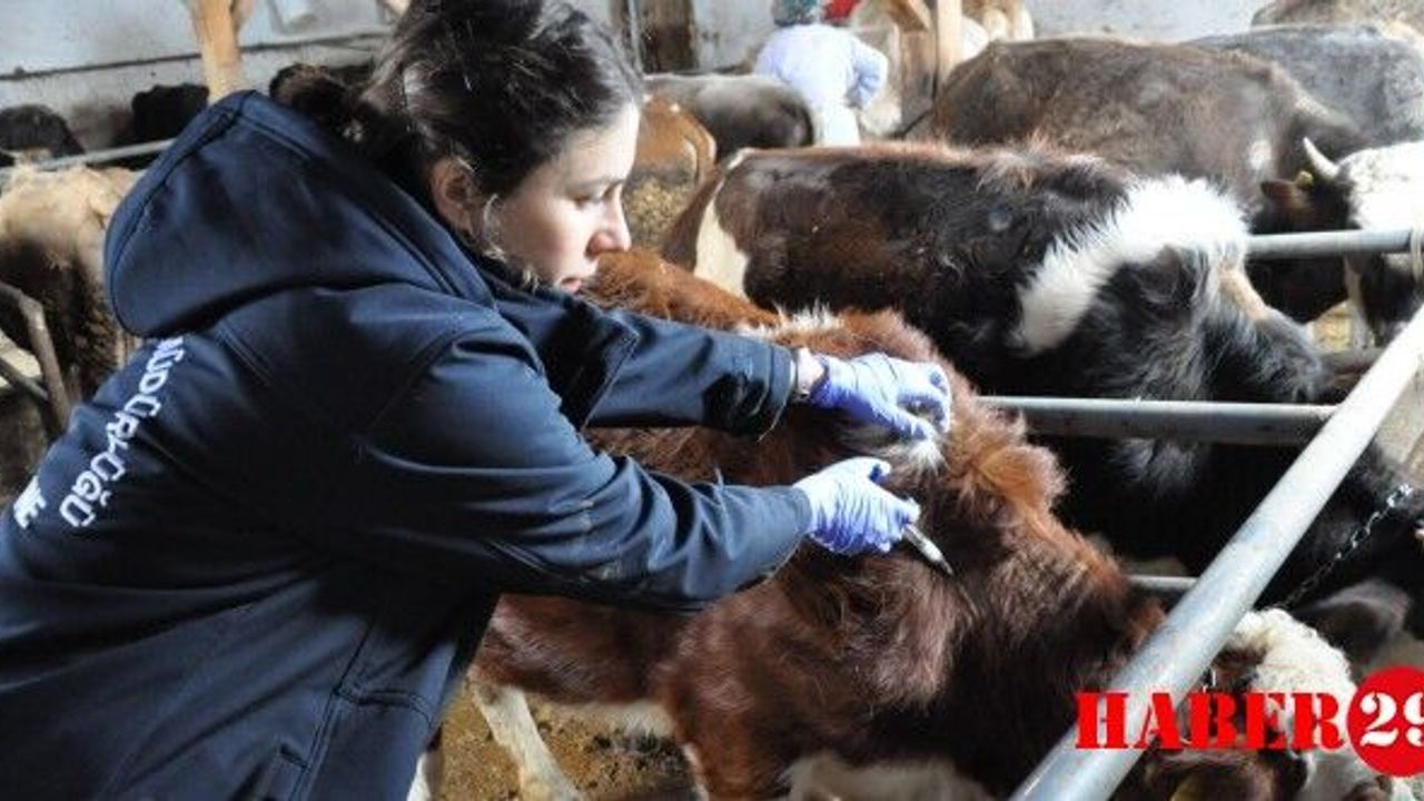 İlkbahar Dönemi Aşılama Kampanyaları Devam Ediyor