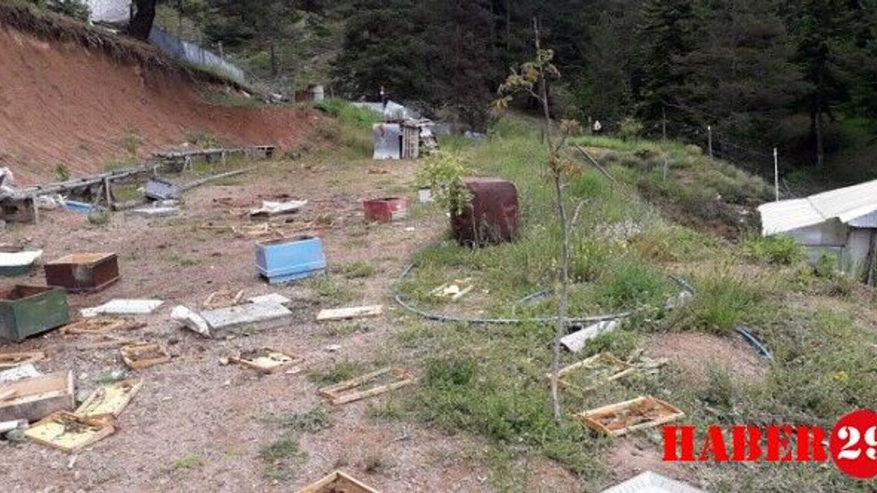 Ayılar toprağı kazıp girdiği alandaki kovanları parçaladı