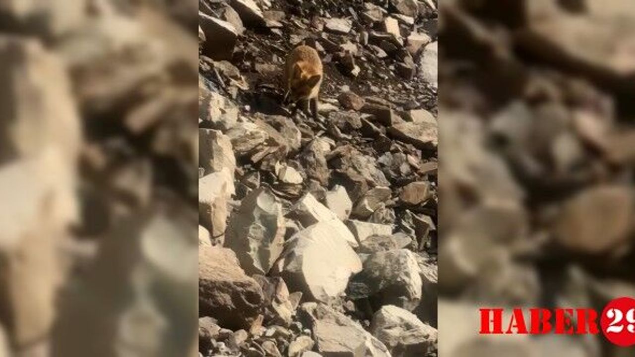 Torul Barajı'nda Balıkçıları Şaşırtan Misafir