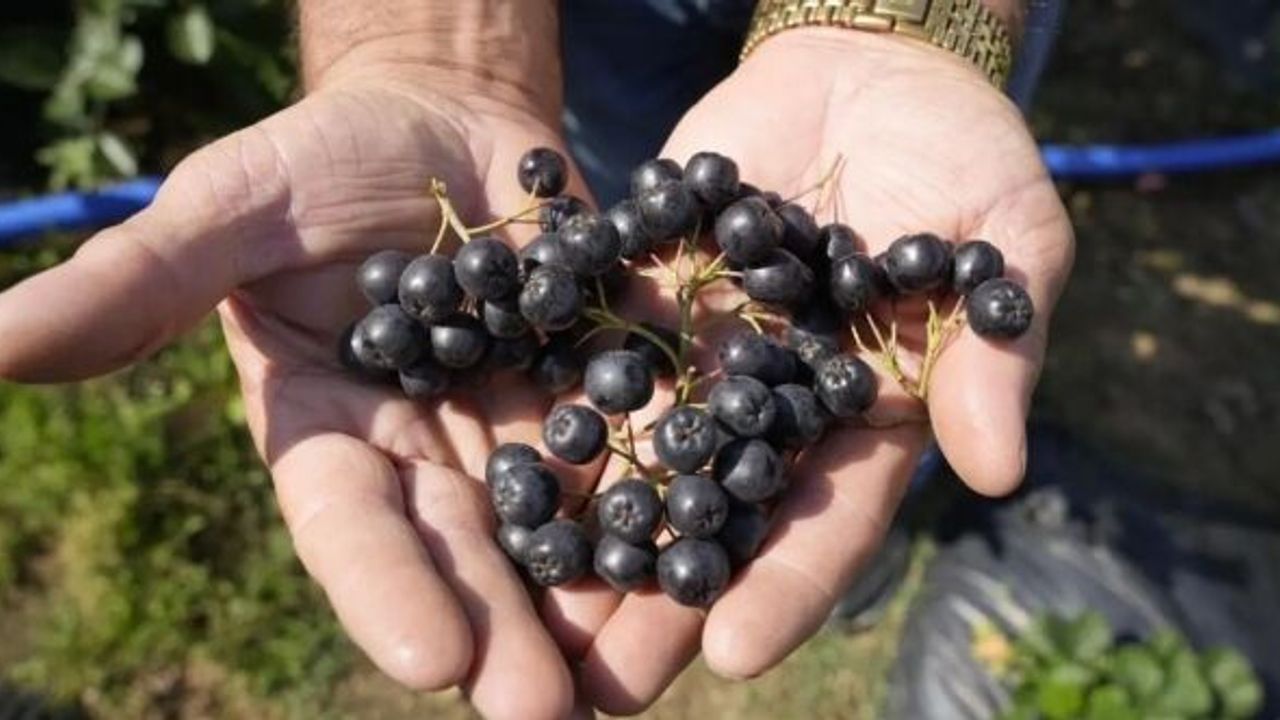 Gümüşhane’de ‘süper meyve’ aronya yüzleri güldürdü