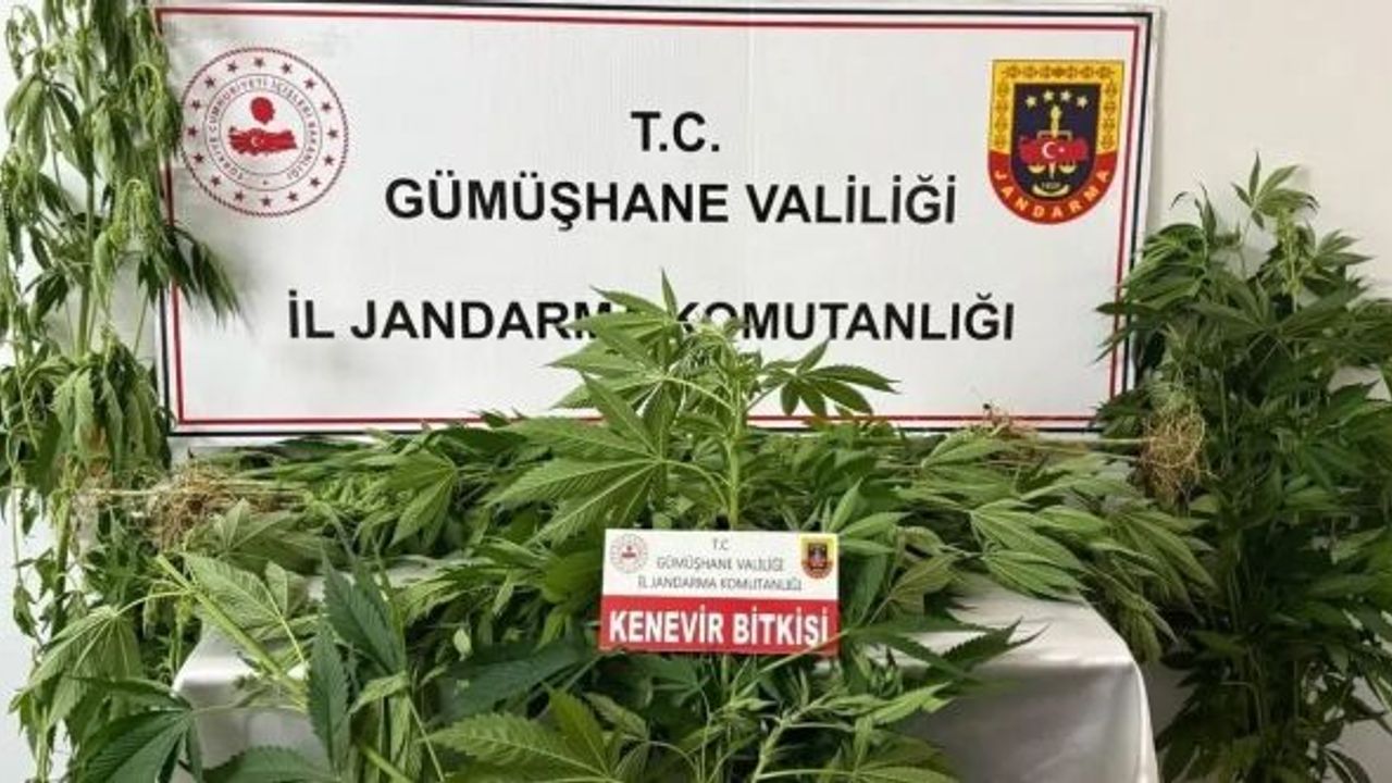 Gümüşhane’de jandarmadan kenevir operasyonu: 61 kök ele geçirildi