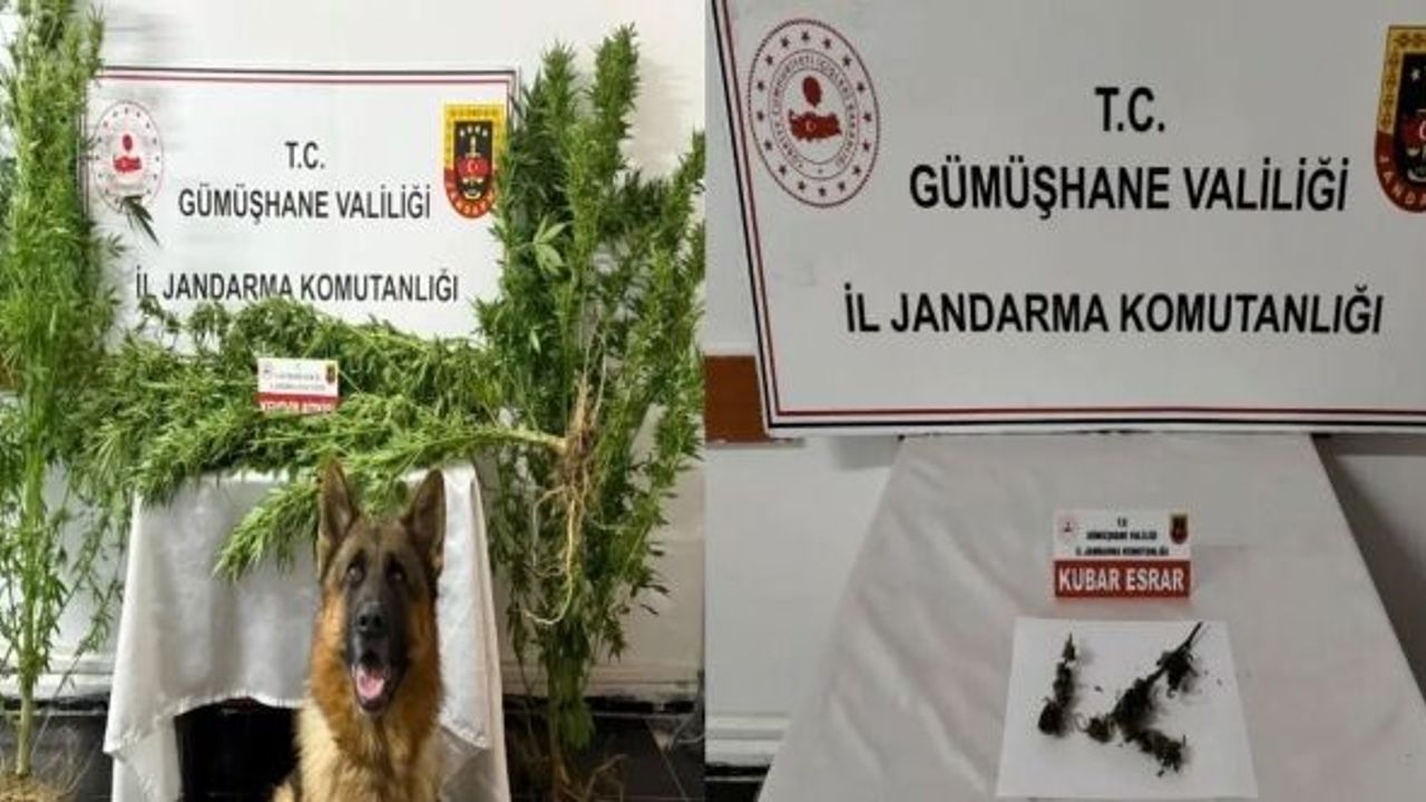 Gümüşhane’de Jandarmadan uyuşturucu operasyonu: 2 gözaltı