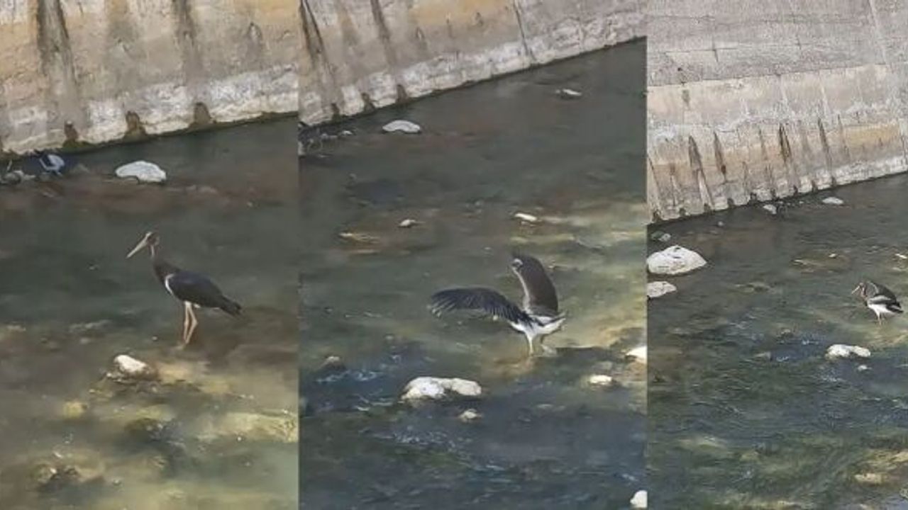 Harşit Çayı’nda Kara Leylek görüntülendi