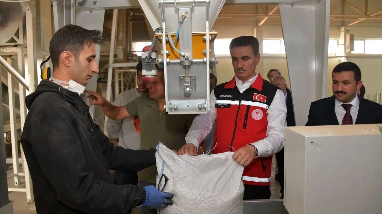 Vali Baruş, Kelkit’te traktörle fasulye hasadı yaptı