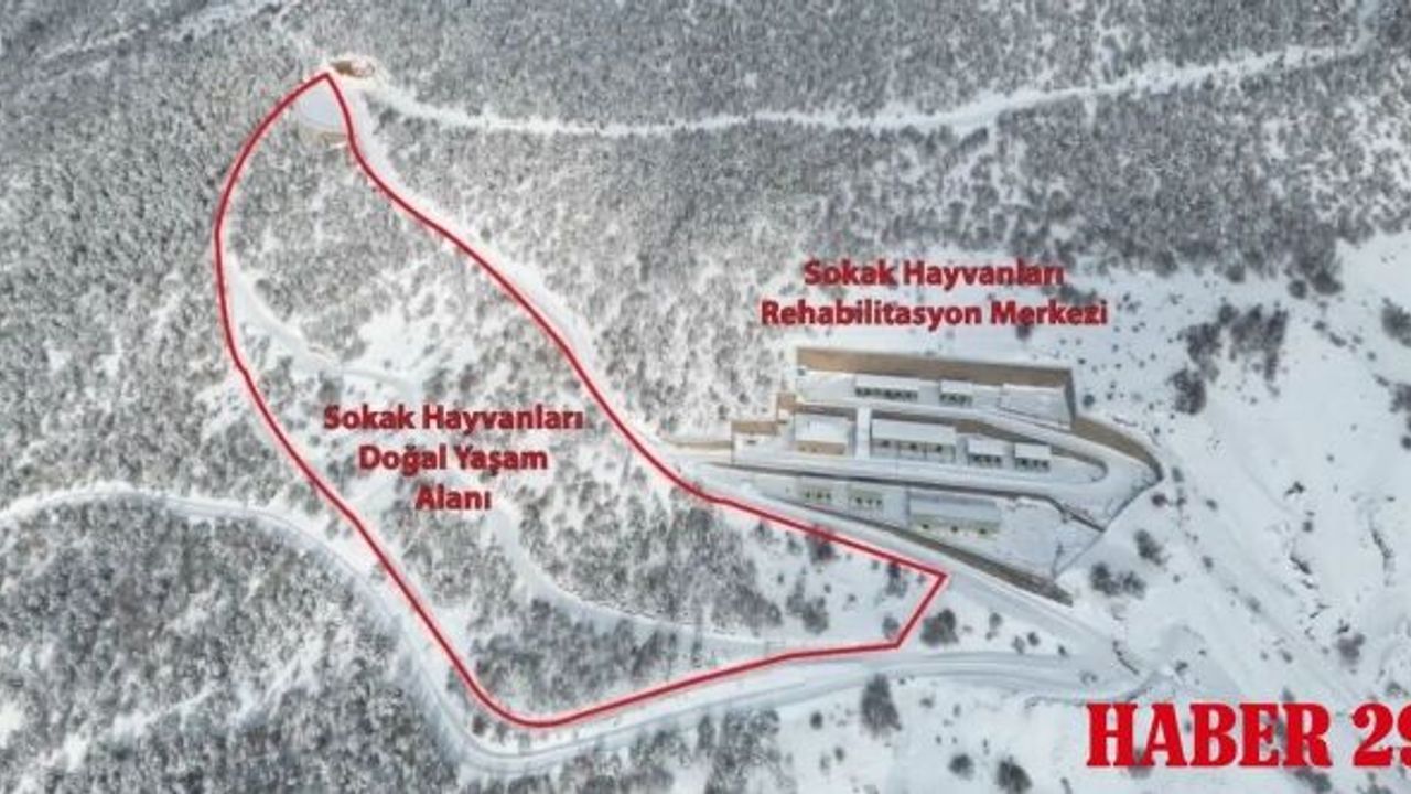 Gümüşhane Belediyesi: Barınak görüntüleri güncel değil, iddialar gerçek dışı