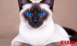 Siyam Kedisi Fiyatları, Bakımı ve Özellikleri