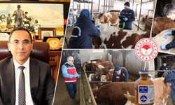 Gümüşhane’de Hayvan Sağlığı İçin Tarihi Seferberlik: 63 Bin Büyükbaş Şap Hastalığına Karşı Aşılanıyor