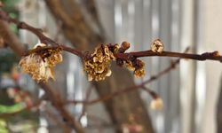 Gümüşhane'de Dondurucu Gece: Zirai Don Meyve Ağaçlarını Nasıl Etkiledi?