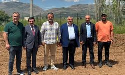 Kelkit'te Tarımsal Devrim! Bir Kez Ekiliyor, 20 Yıl Boyunca Mısırın İki Katı Ürün Veriyor