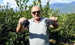 Kürtün’ün "Süper Meyvesi" Aronyada Hasat Bereketi Yaşandı