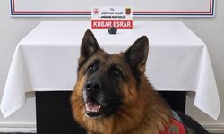 Gümüşhane İl Jandarma Komutanlığı’ndan İkisu Köyü Mevkiinde Narkotik Uygulaması