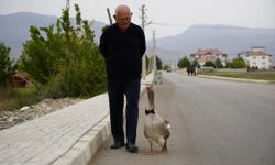 Kelkit'te Film Gibi Olay: Sürüden Kovulan Kaz İsmail Dede'nin Koruması Oldu!