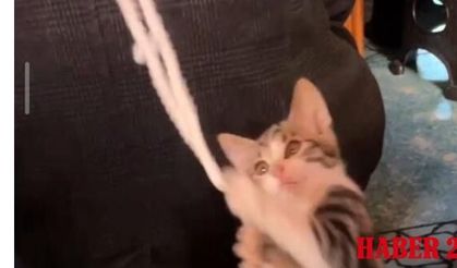 Camiye Giren Davetsiz Misafir Cemaati Mest Etti! O Anlar Saniye Saniye Kaydedildi