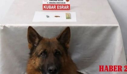 Jandarma ekipleri zehir tacirlerine geçit vermiyor