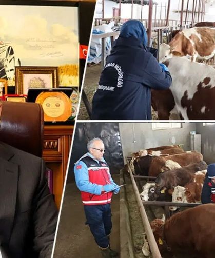 Gümüşhane’de Hayvan Sağlığı İçin Tarihi Seferberlik: 63 Bin Büyükbaş Şap Hastalığına Karşı Aşılanıyor