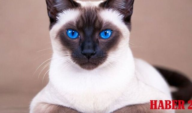 Siyam Kedisi Fiyatları, Bakımı ve Özellikleri