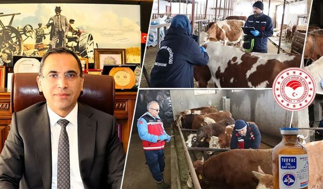 Gümüşhane’de Hayvan Sağlığı İçin Tarihi Seferberlik: 63 Bin Büyükbaş Şap Hastalığına Karşı Aşılanıyor