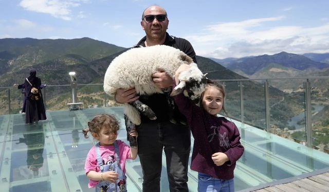 Gümüşhane Torul Cam Seyir Terası'nın Sevimli Misafiri İlgi Odağı Oldu