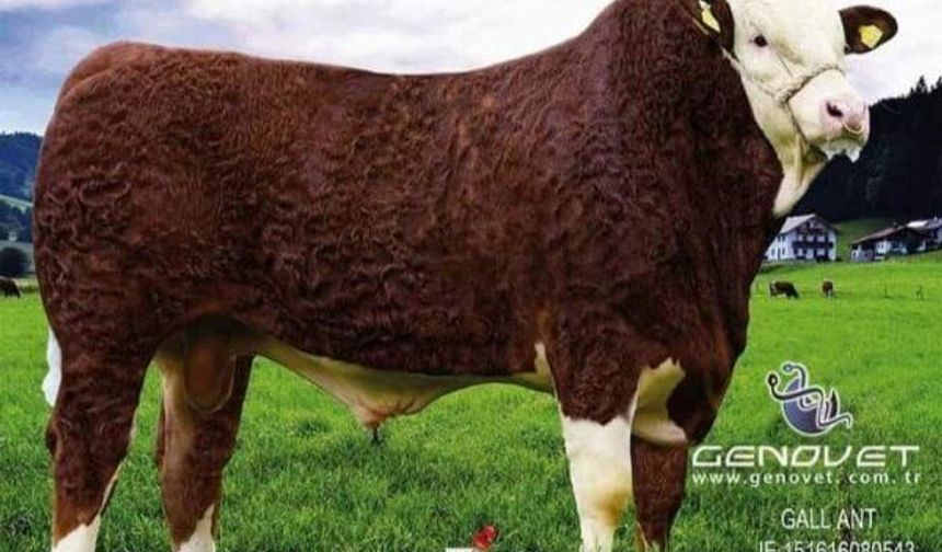 Şahin Veteriner Kliniği