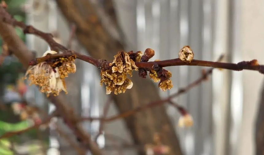 Gümüşhane'de Dondurucu Gece: Zirai Don Meyve Ağaçlarını Nasıl Etkiledi?