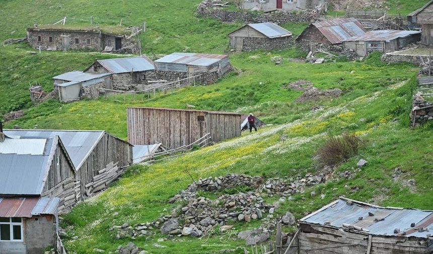 Gümüşhane'nin Çatısında Görsel Şölen: Yılanlı Yaylası Papatyalarla Kaplandı