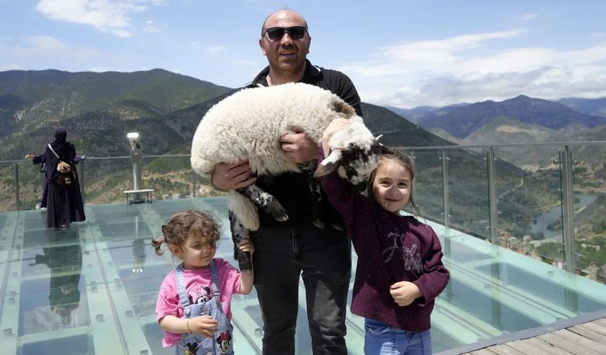 Gümüşhane Torul Cam Seyir Terası'nın Sevimli Misafiri İlgi Odağı Oldu