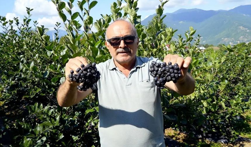Kürtün’ün "Süper Meyvesi" Aronyada Hasat Bereketi Yaşandı