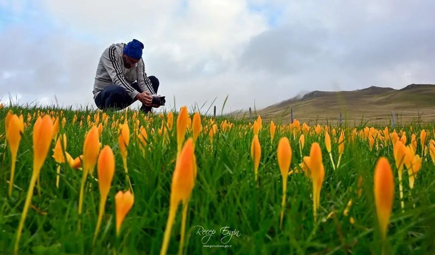 Gümüşhane’de Hava 5 Dereceye Düşünce 'Vargit'ler Yüzünü Gösterdi