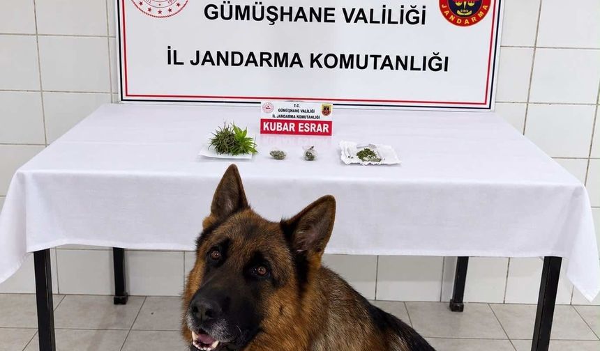 Gümüşhane İl Jandarma Komutanlığından Söğütlü’de Başarılı Narkotik Operasyonu