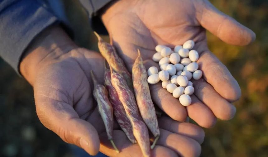 Guinness Rekorlu Kelkit Şeker Fasulyesinde Hasat Zamanı: Hedef Avrupa Pazarı