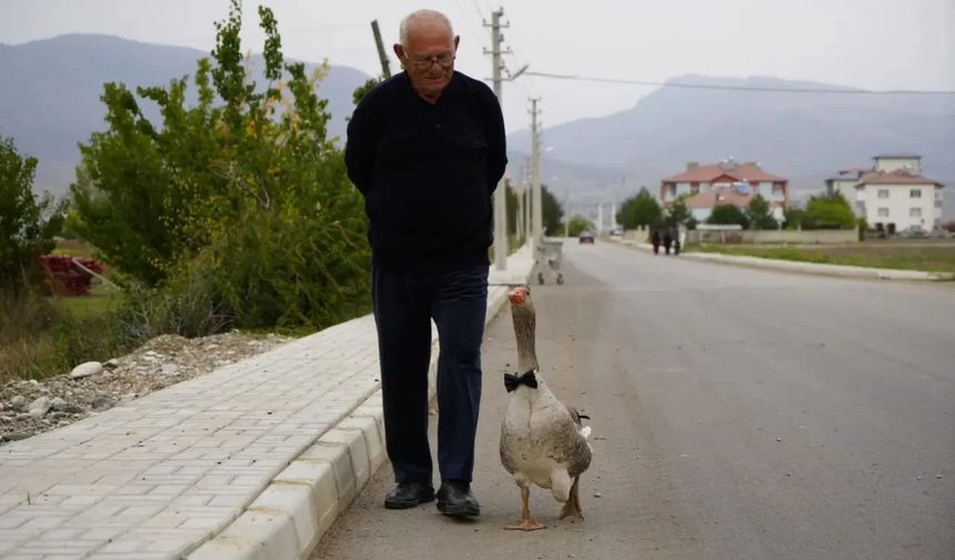 Kelkit'te Film Gibi Olay: Sürüden Kovulan Kaz İsmail Dede'nin Koruması Oldu!