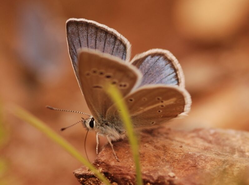 Polymmatus